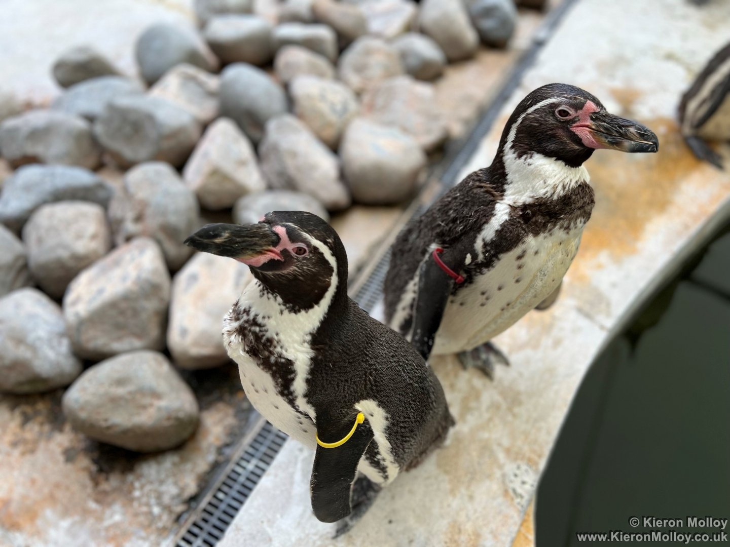 Humboldt's Penguin
