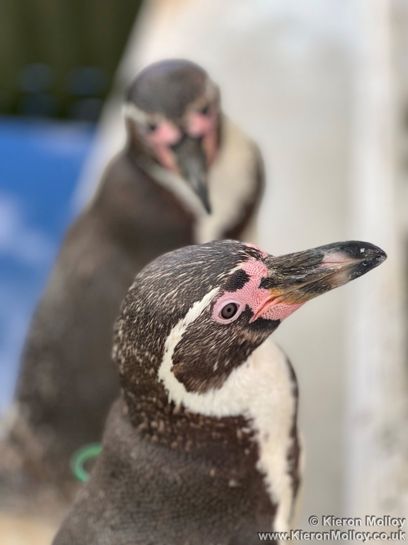 Humboldt's Penguin