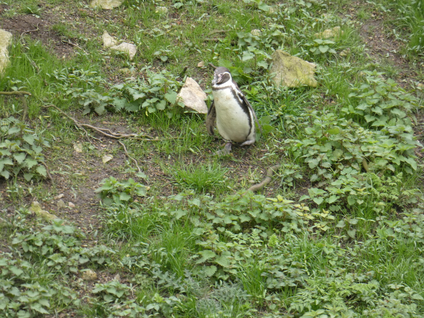 Humboldt's penguin