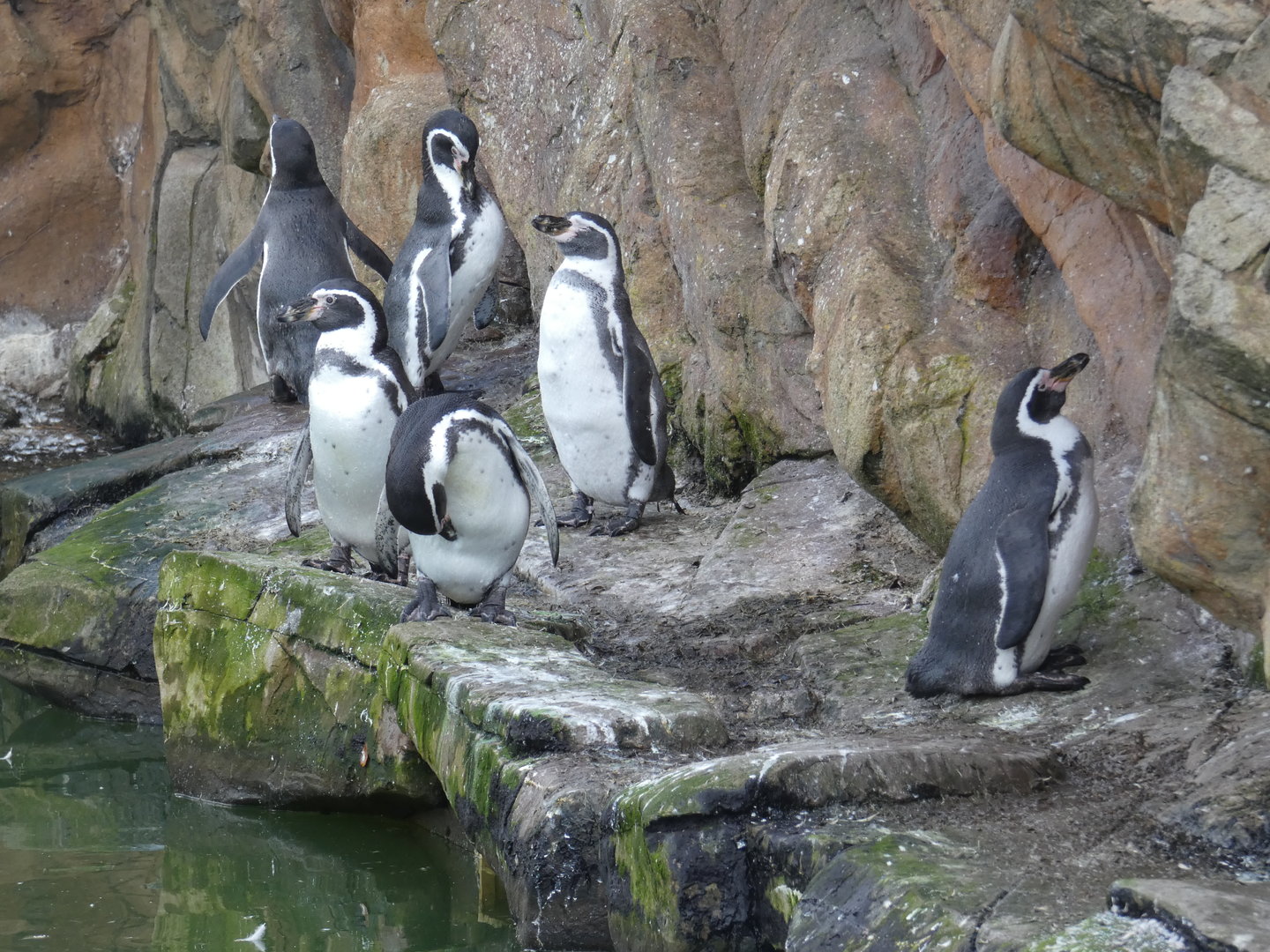 Humboldt's penguin