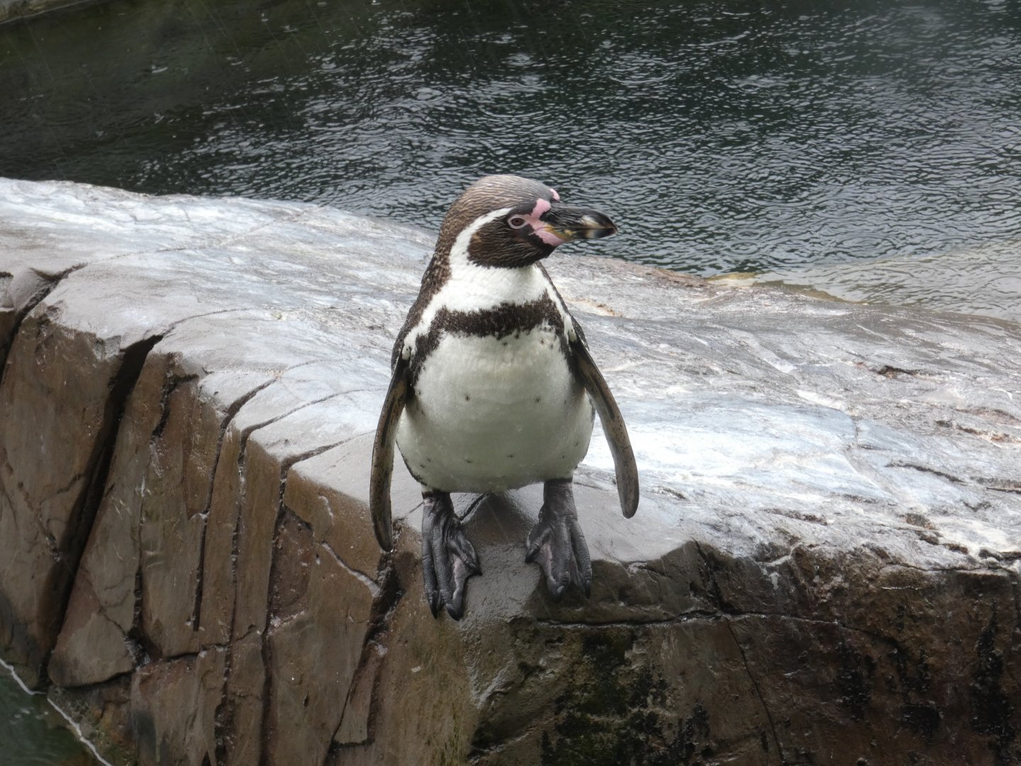 Humboldt's penguin