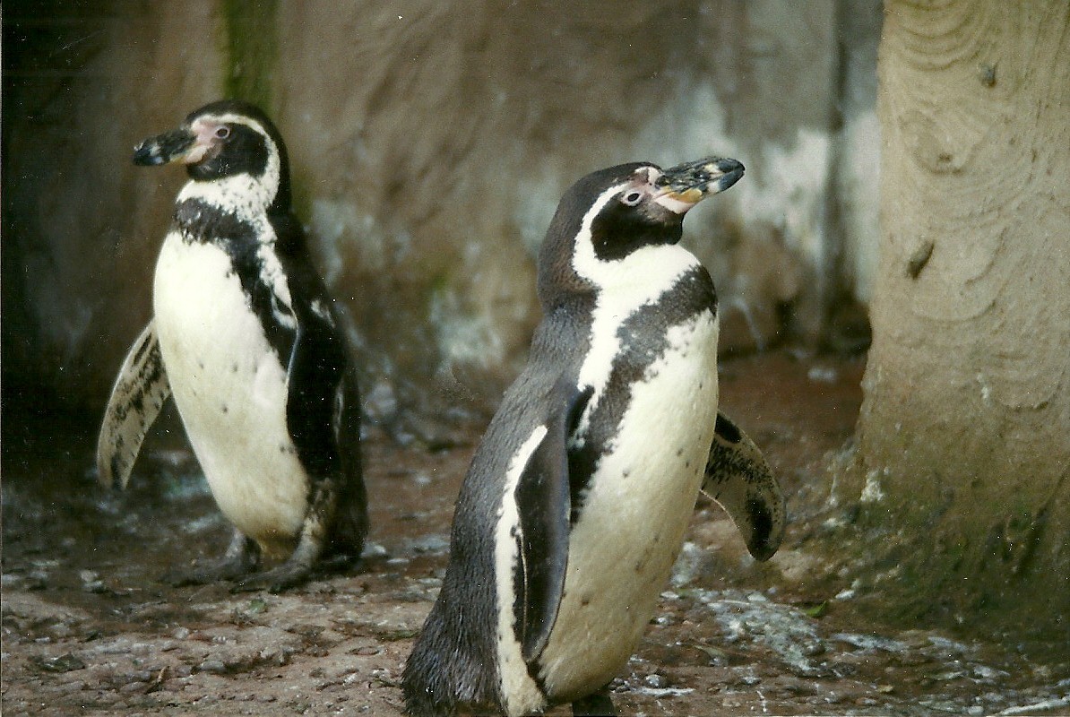 Humboldt's Penguins 14th February 1996