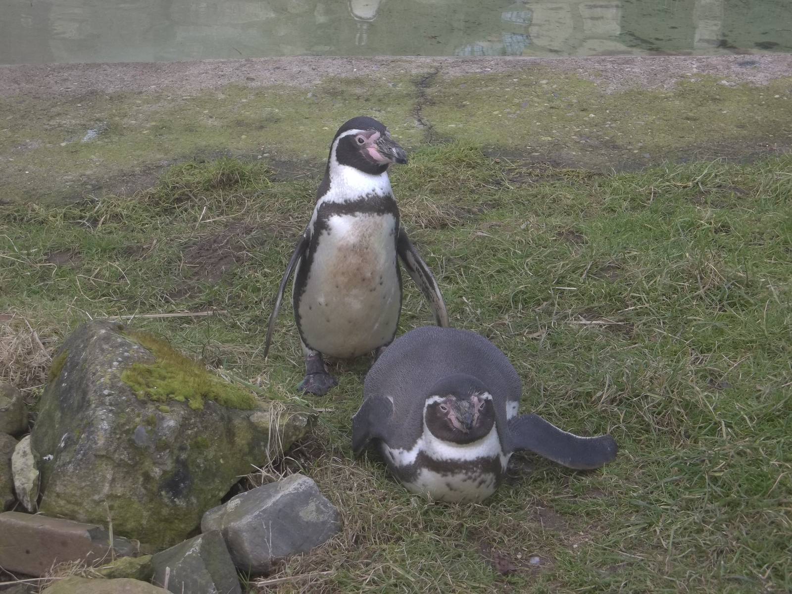Humboldt's Penguins, 14th February 2015