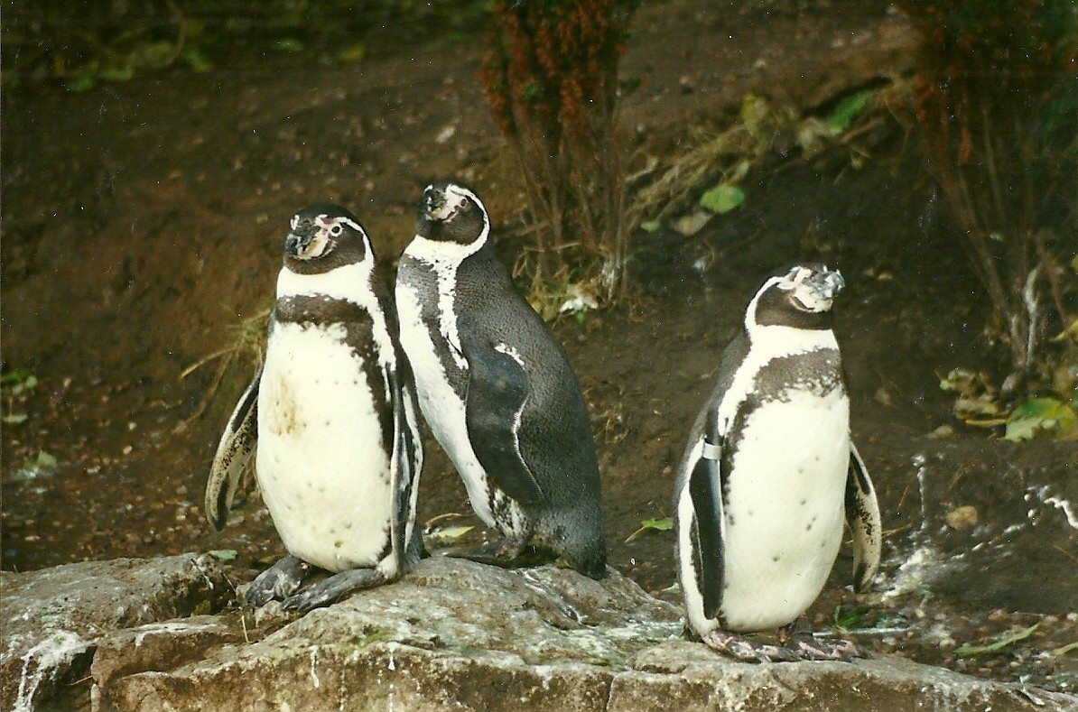 Humboldt's Penguins 19th November 1995