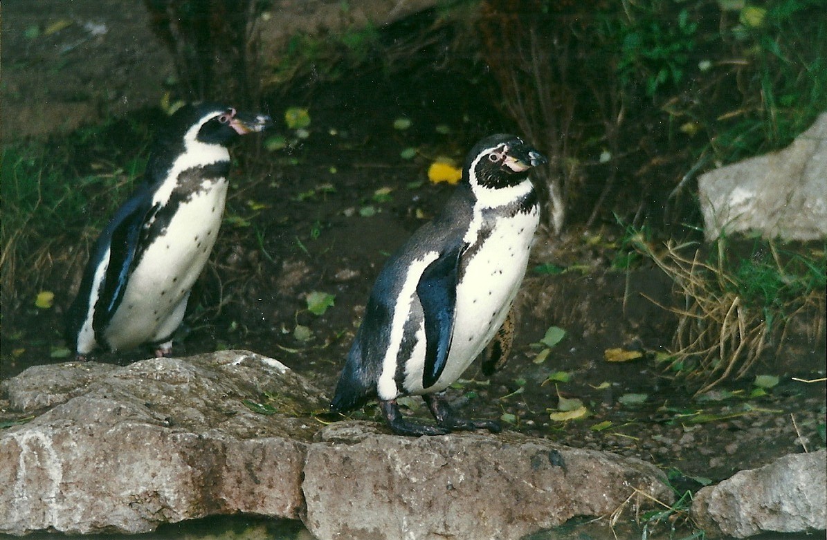 Humboldt's Penguins 4th October 1995