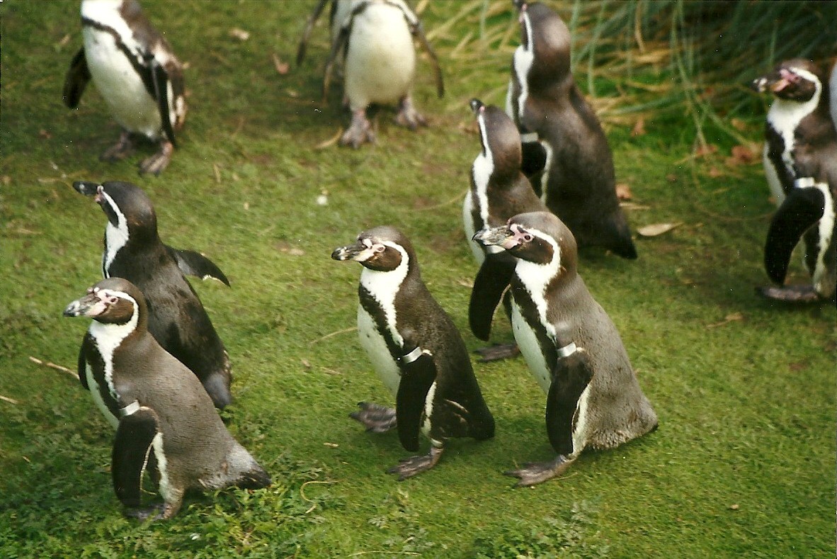 Humboldt's Penguins 6th April 1998