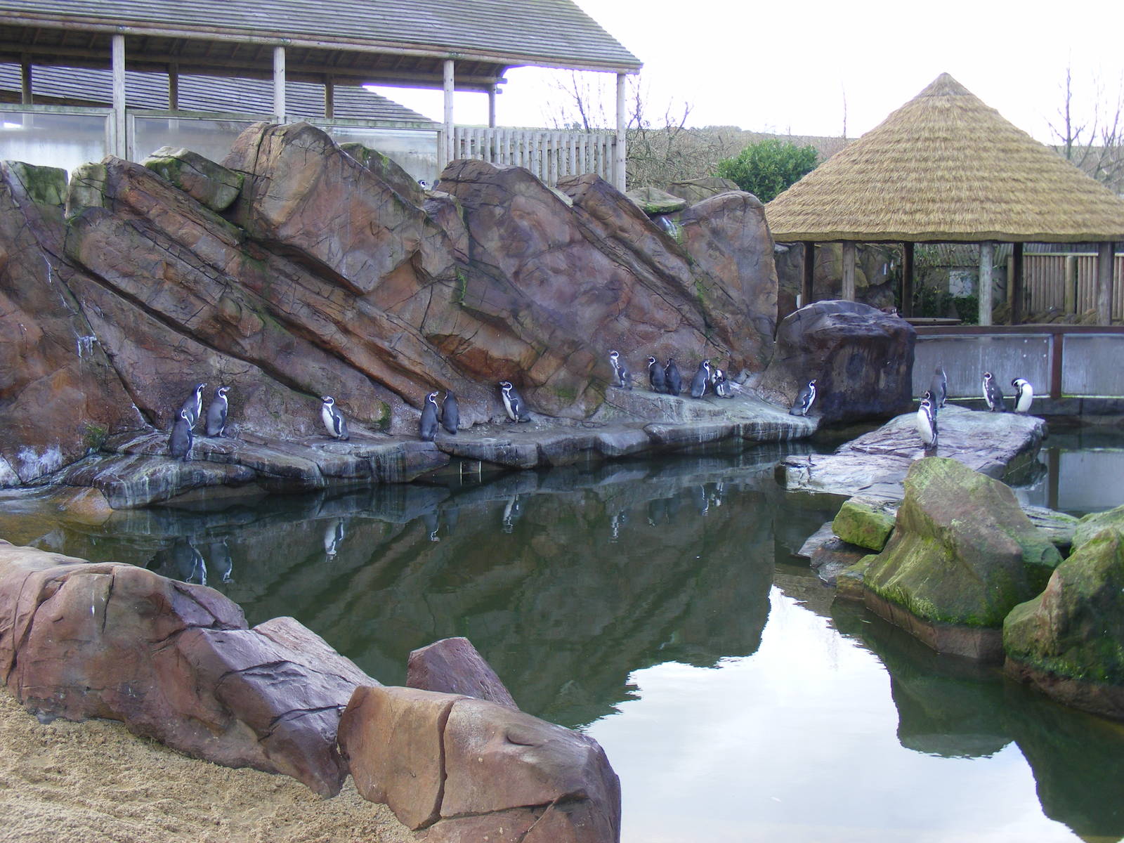 Humboldt's penguins at Blackbrook Zoo, 13 November 2010