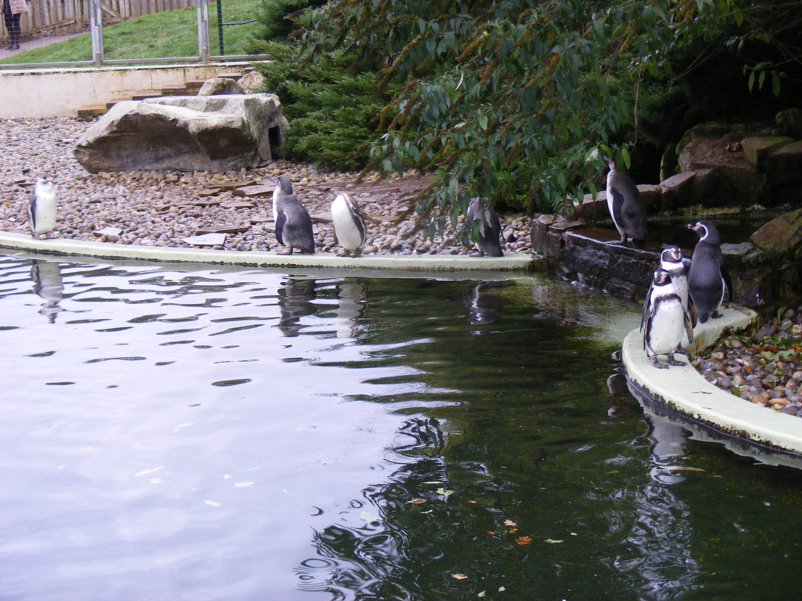 Humboldt's penguins at Woburn Safari Park, 14 November 2010