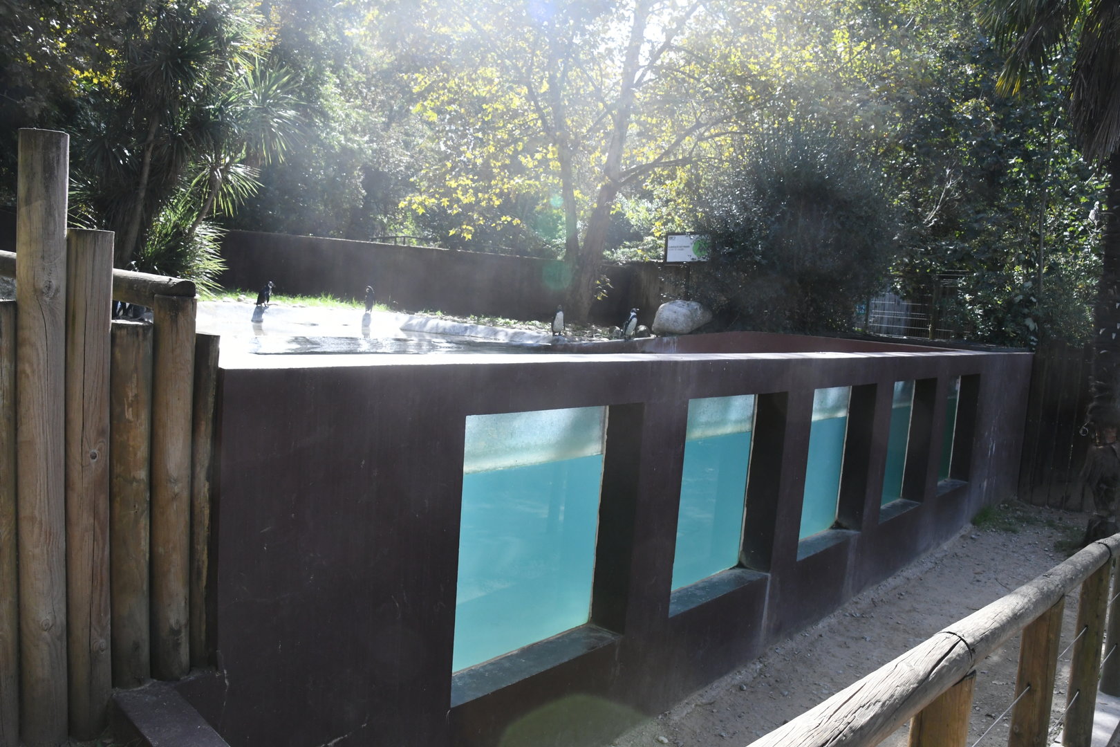 Humboldt's Penguins exhibit (underwater viewing)