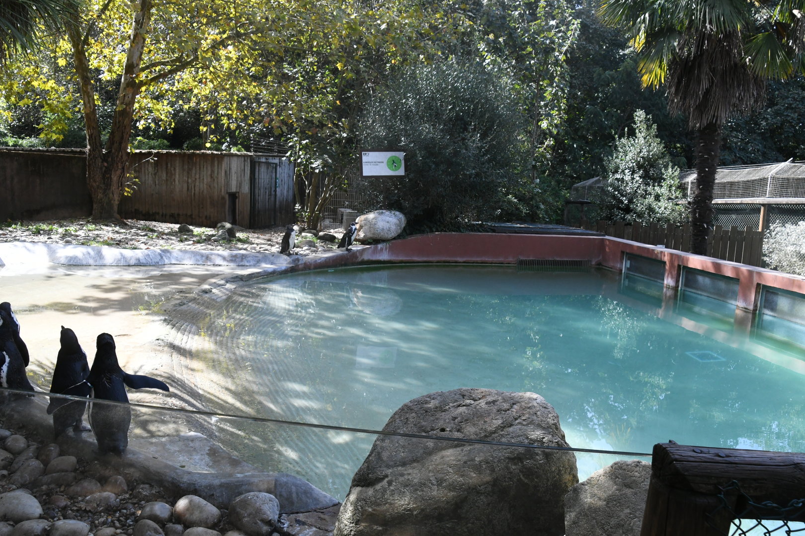 Humboldt's Penguins exhibit