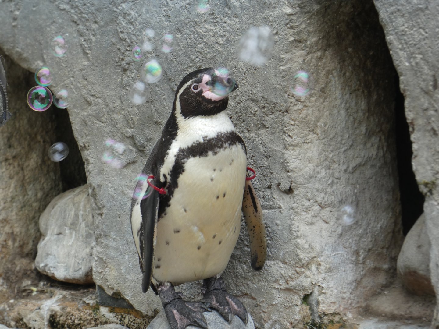 Humboldt's penguins surrounded by bubbles
