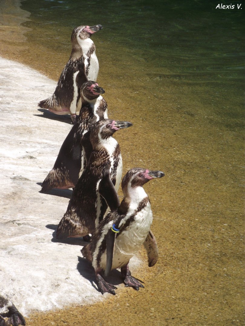 Humboldt's Penguins - Zooparc de Beauval, 28/06/2025