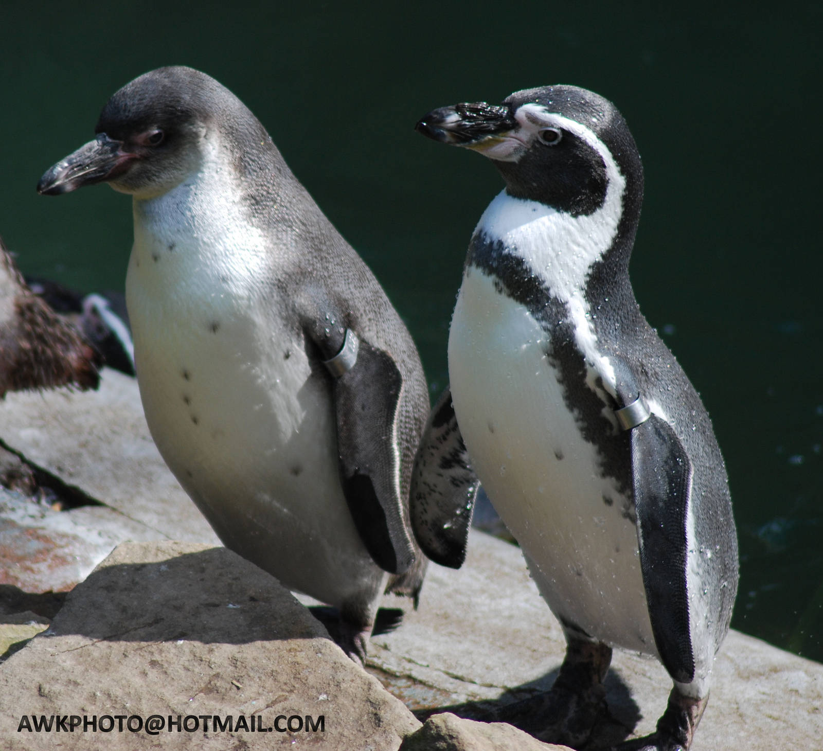 HUMBOLDTS PENGUINS