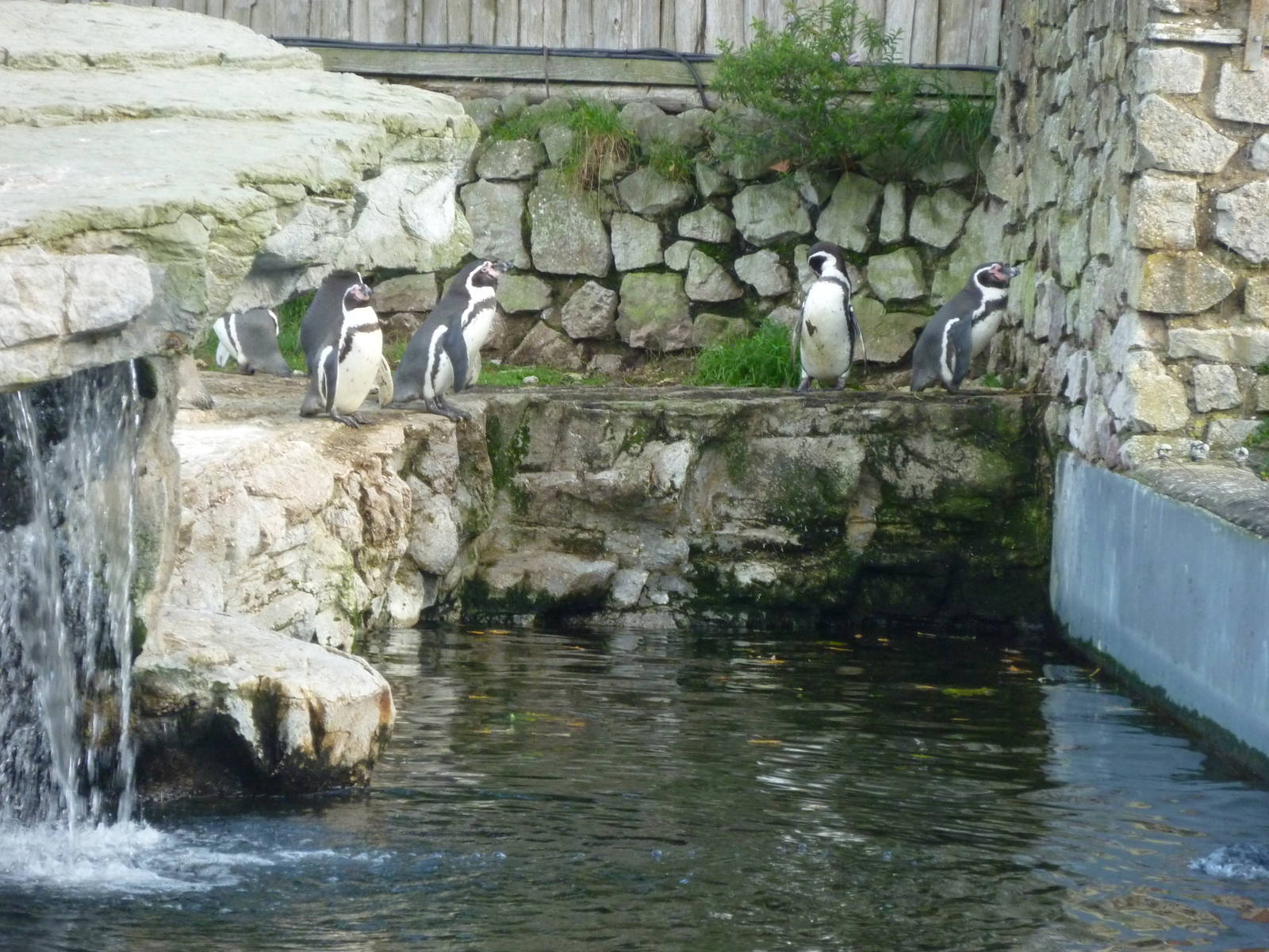 Humboldt's penguins