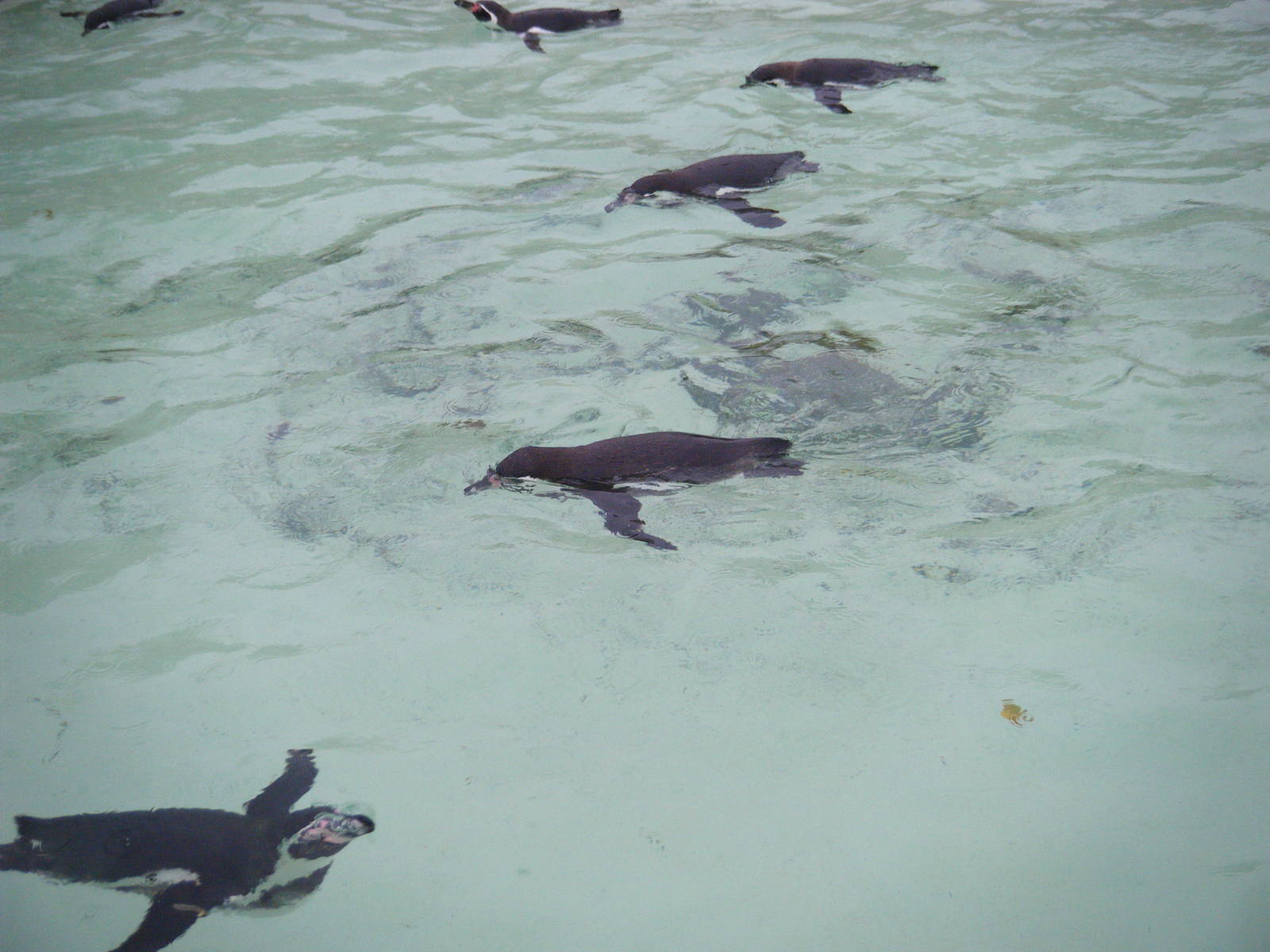 Humboldt's Penguins