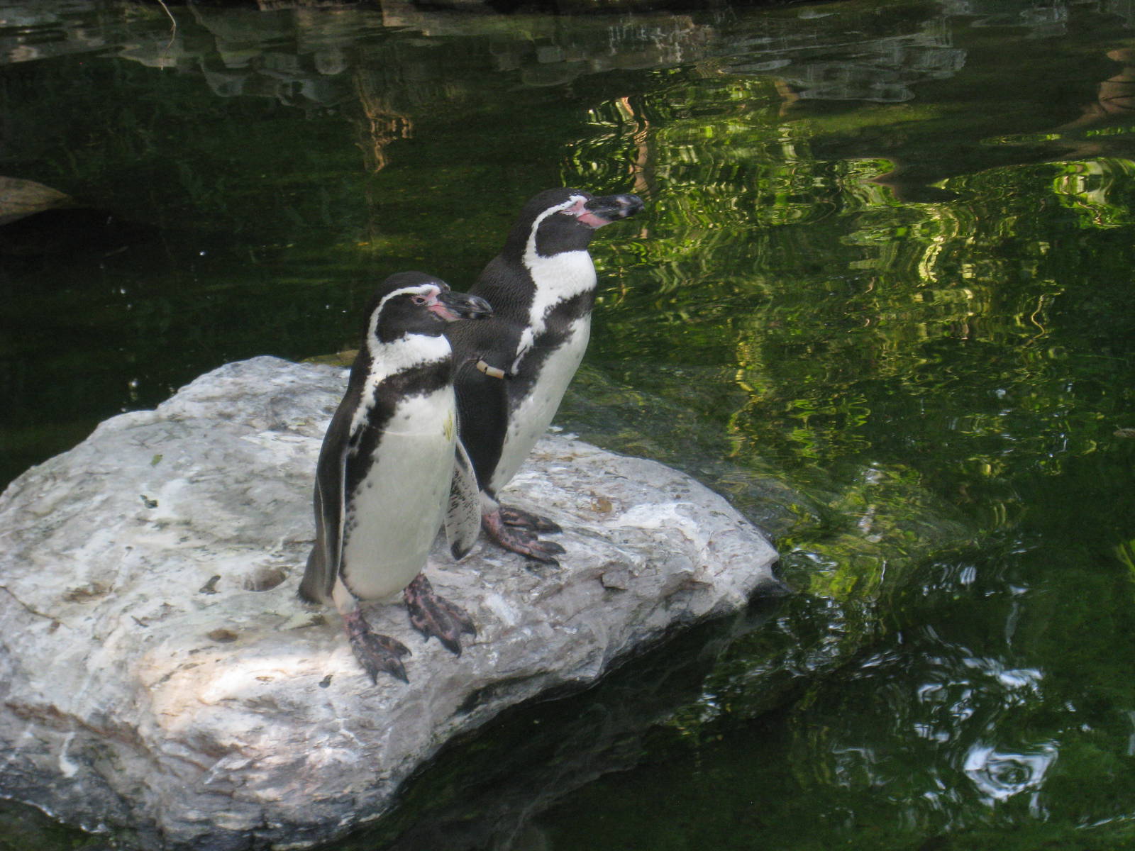 Humboldt's Penguins