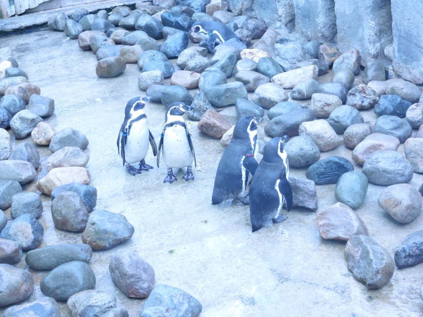 Humboldt's Penguins