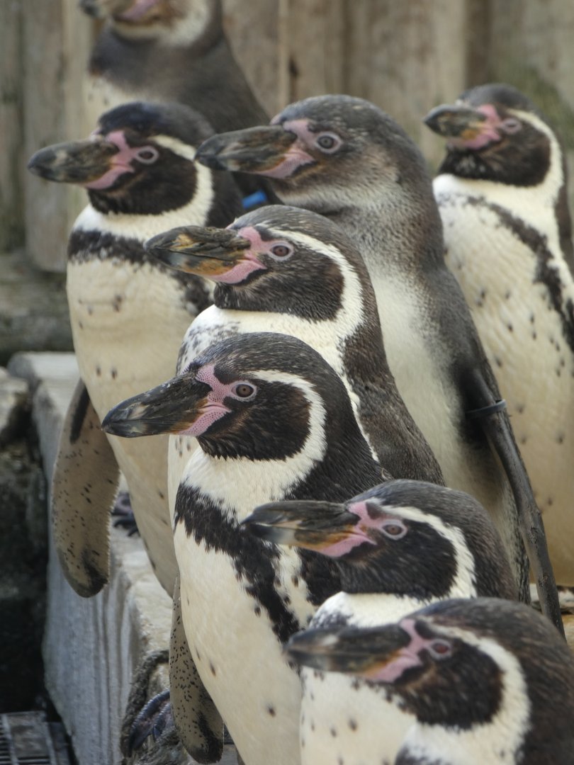 Humboldt's Penguins