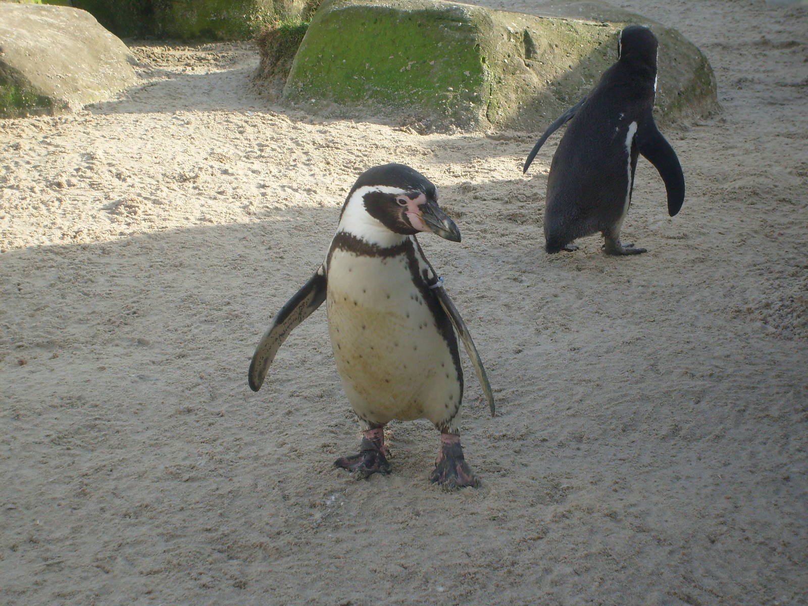 Humboldts penguins