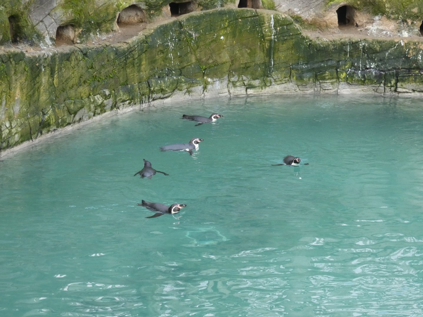 Humboldt's penguins