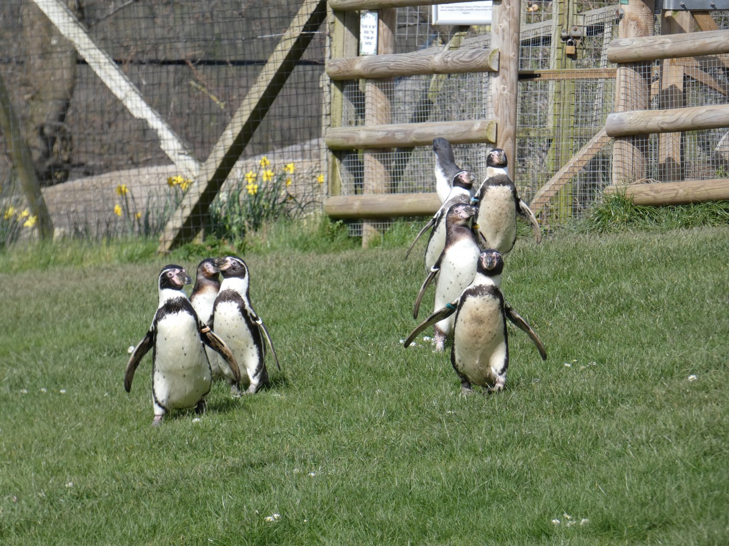 Humboldt's penguins