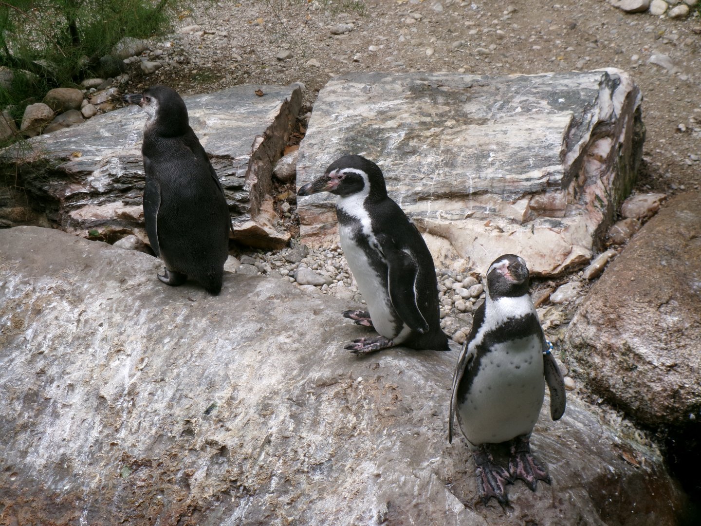 Humboldt's penguins