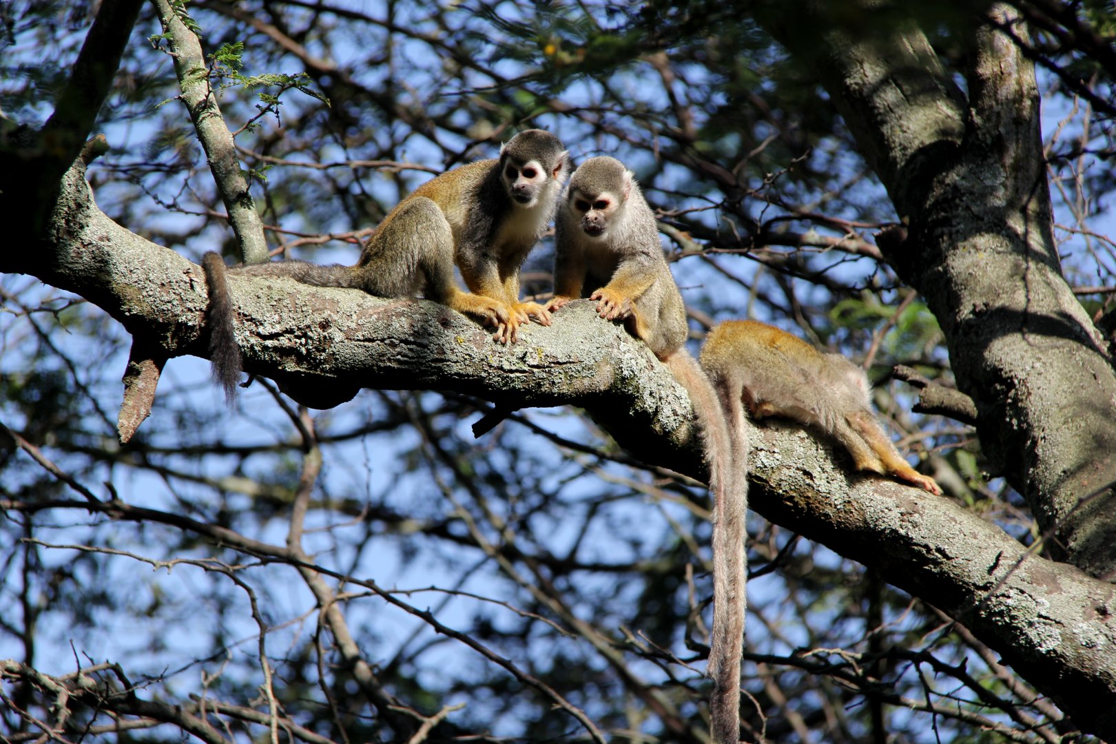 Humboldt's squirrel monkey (Saimiri cassiquiarensis)