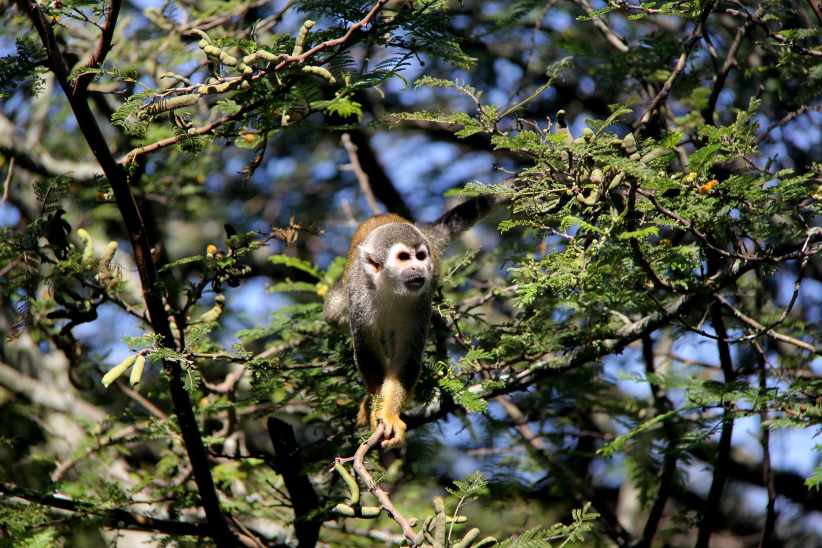 Humboldt's squirrel monkey (Saimiri cassiquiarensis)