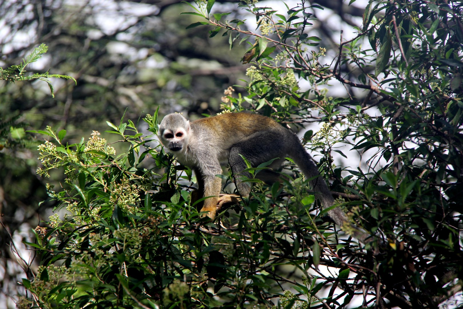 Humboldt's squirrel monkey (Saimiri cassiquiarensis)