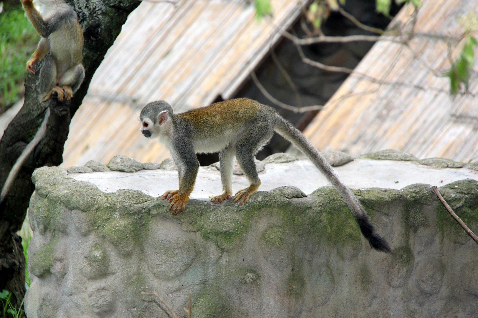 Humboldt's squirrel monkey (Saimiri cassiquiarensis)