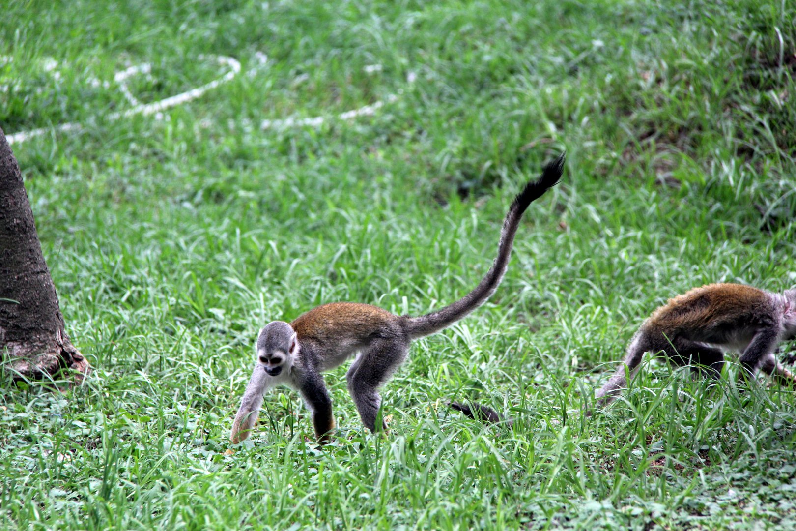 Humboldt's squirrel monkey (Saimiri cassiquiarensis)