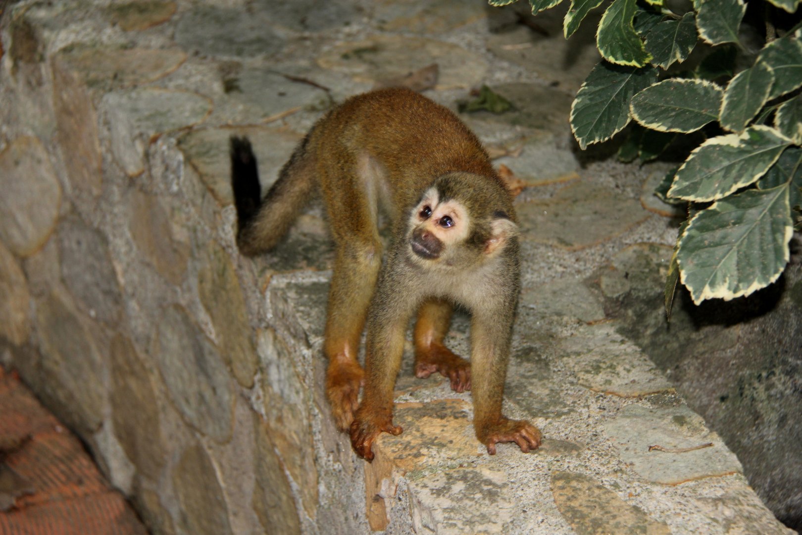 Humboldt's squirrel monkey (Saimiri cassiquiarensis)