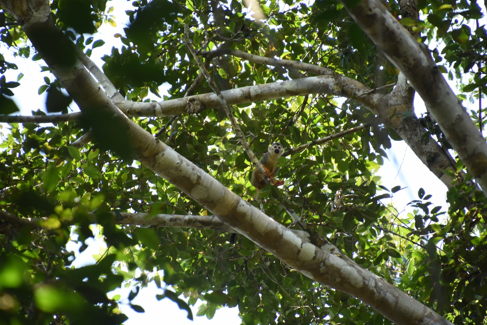 Humboldt's squirrel monkey (Saimiri cassiquiarensis) (?)