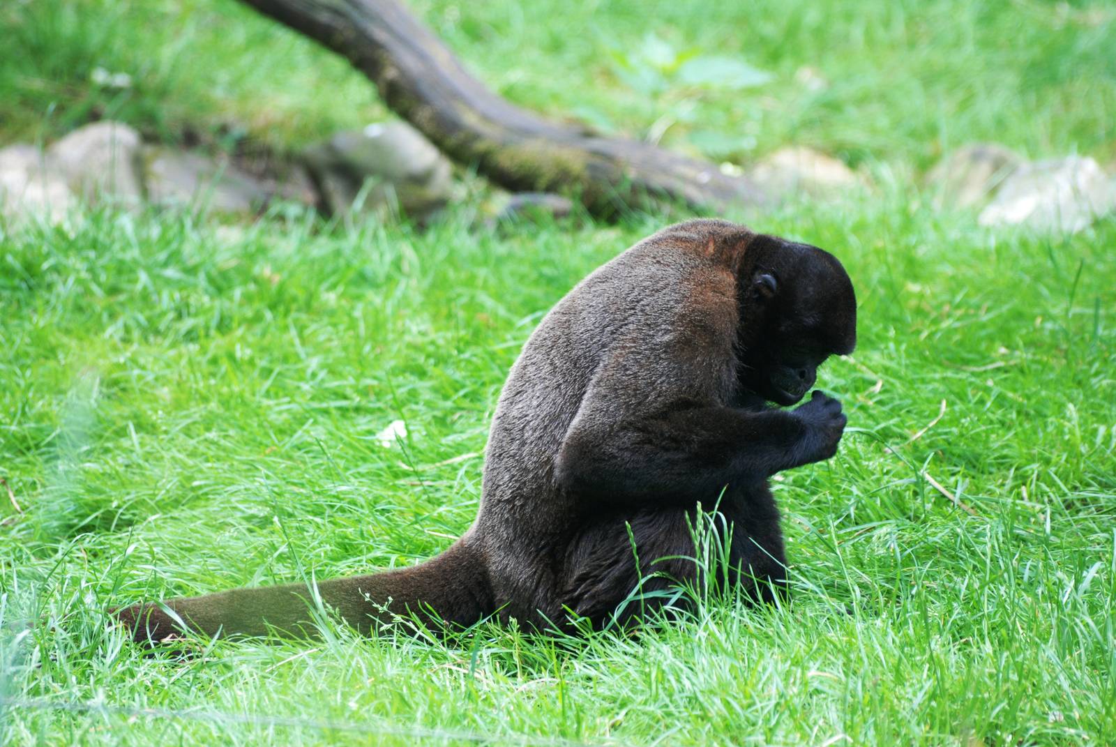 Humboldt's Woolly Monkey at Apenheul, 30/05/12