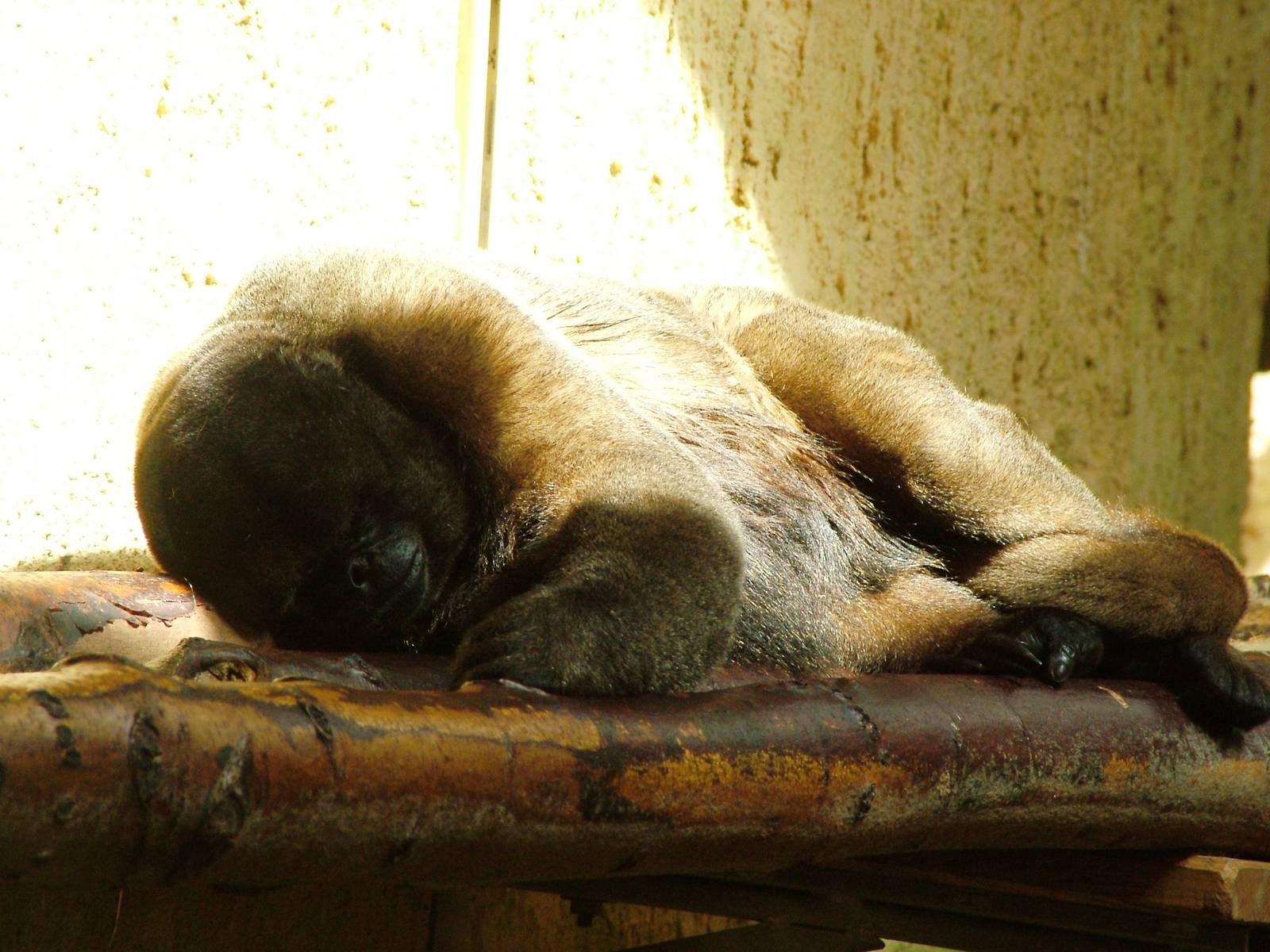 Humboldt's Woolly Monkey at Dresden, 29/08/12
