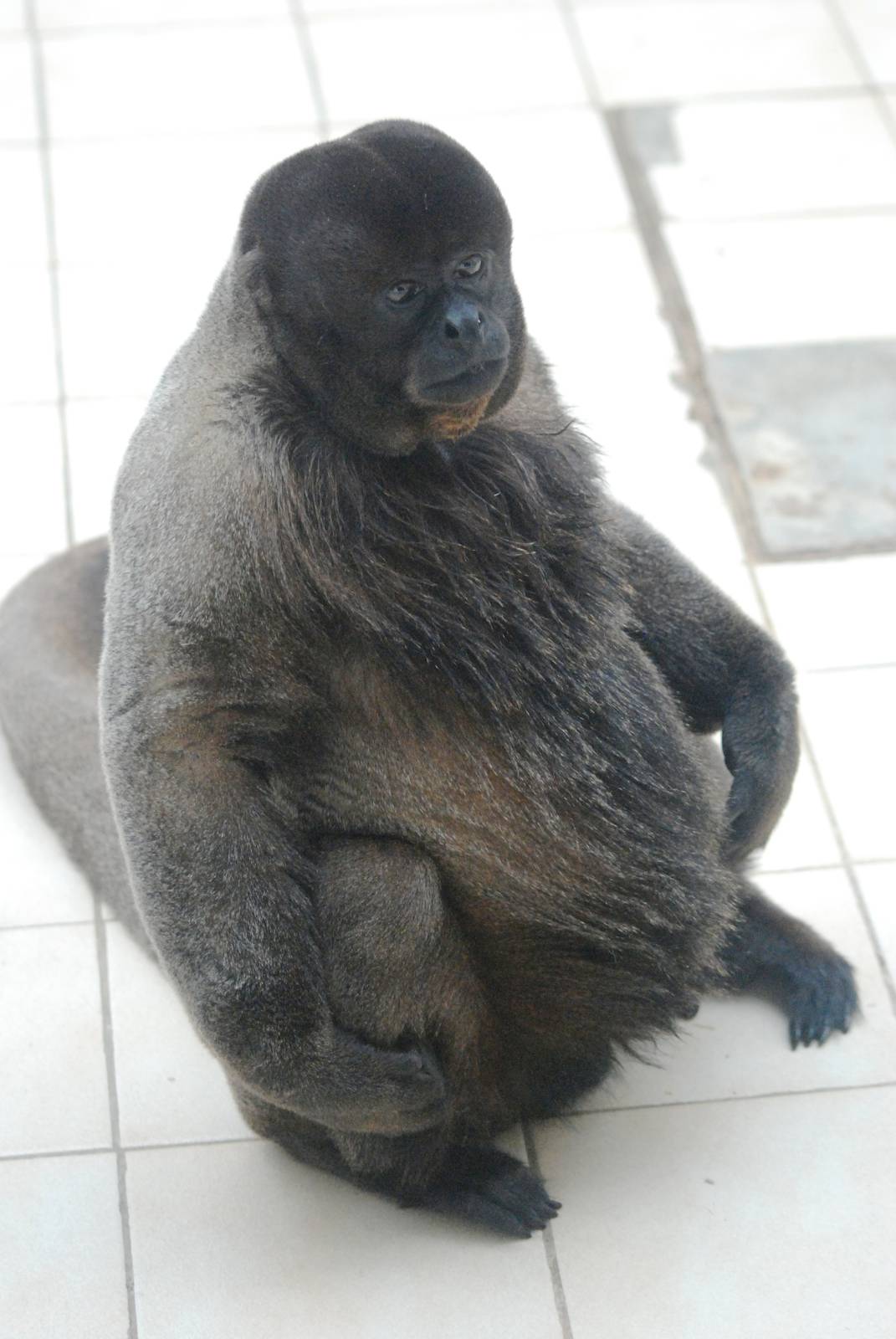 Humboldt's Woolly Monkey at Twycross, 01/07/12