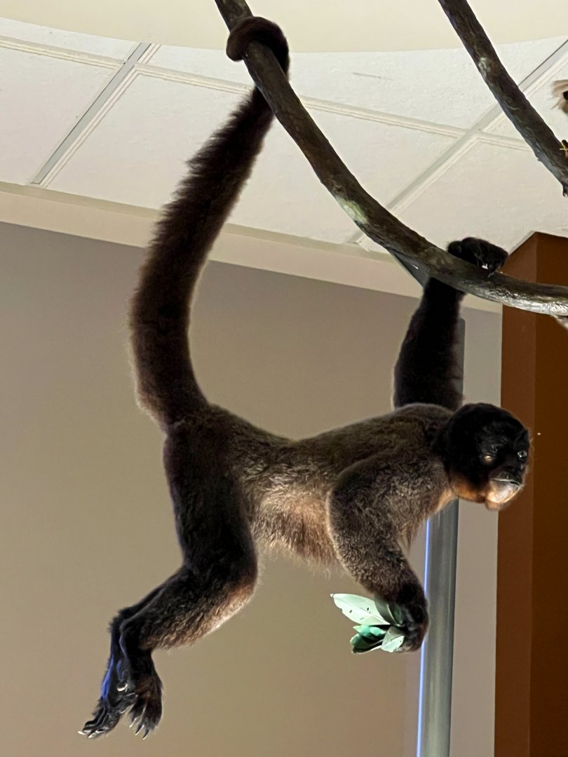 Humboldt's Woolly Monkey