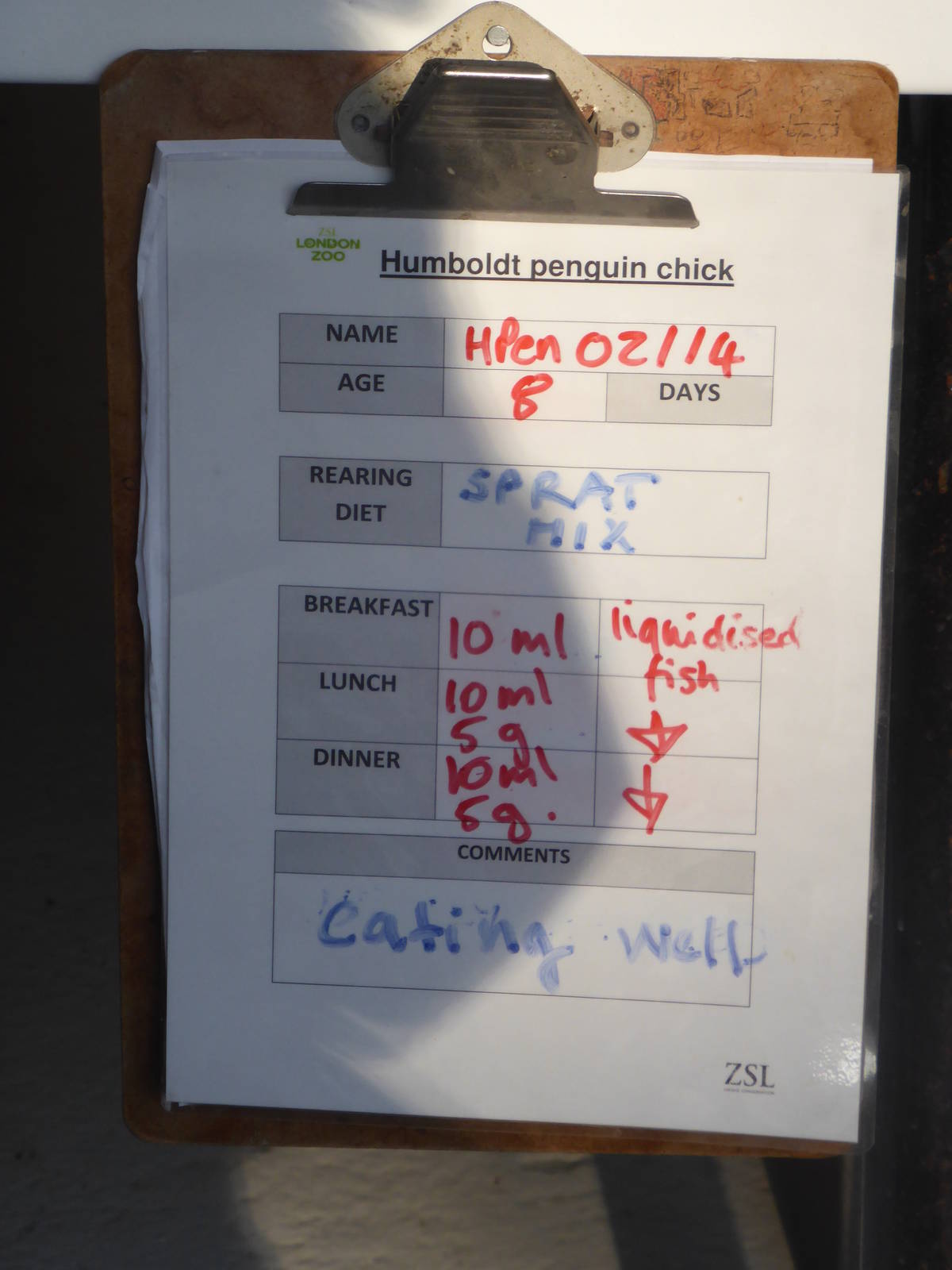 Humbolt Penguin Chick