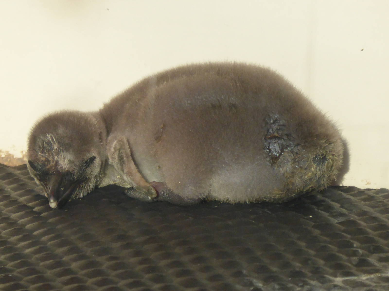 Humbolt Penguin Chick