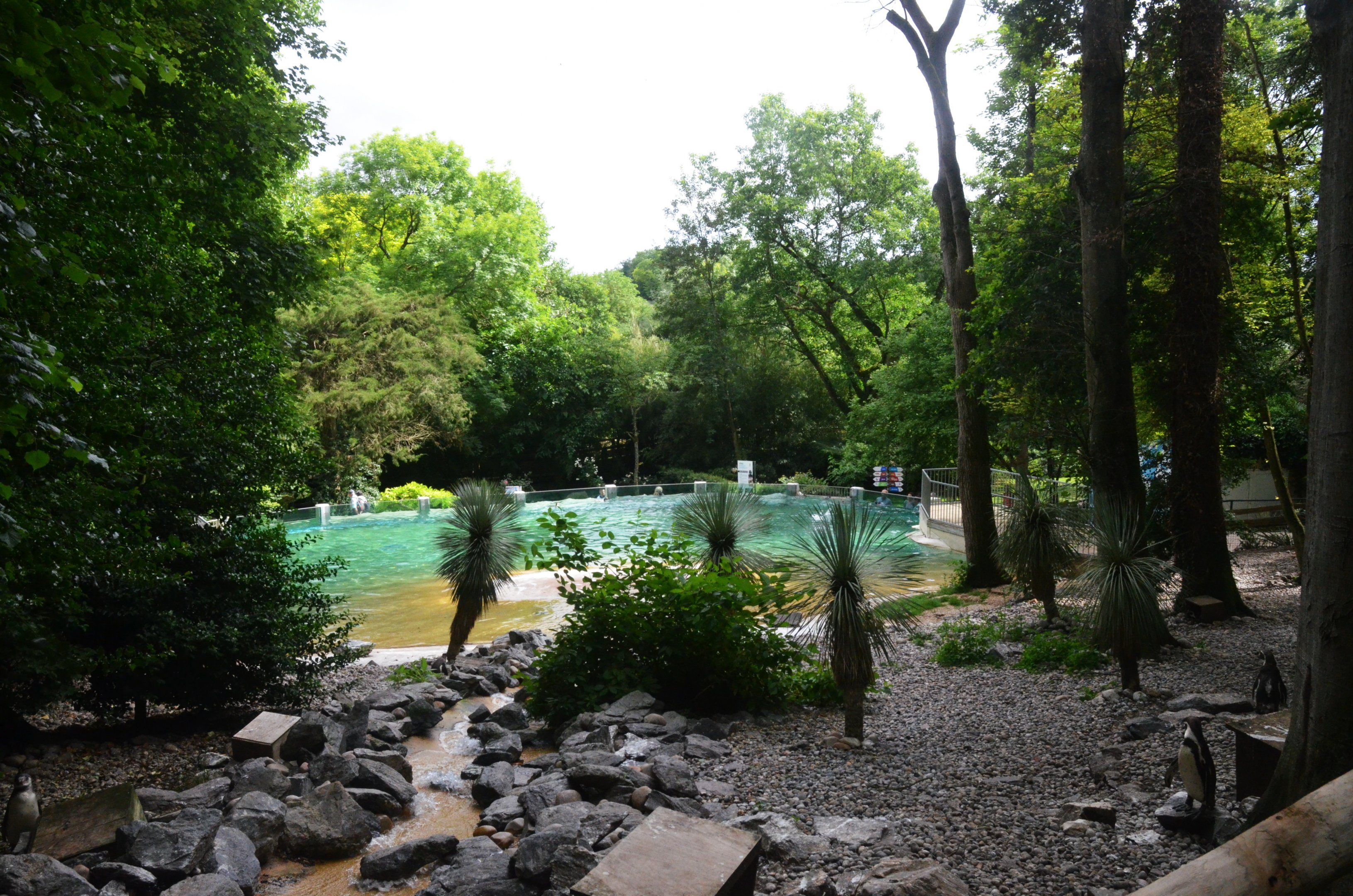 Humbolt Penguin Enclosure at Beauval, 12/06/18
