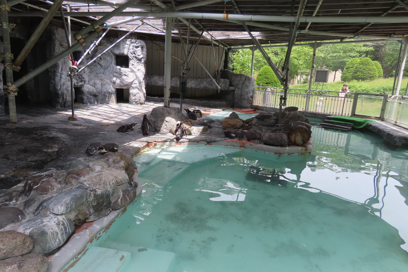 Humbolt penguin exhibit