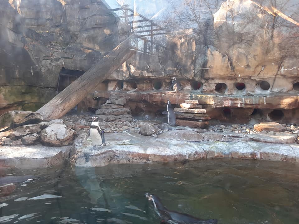 Humbolt Penguin Exhibit