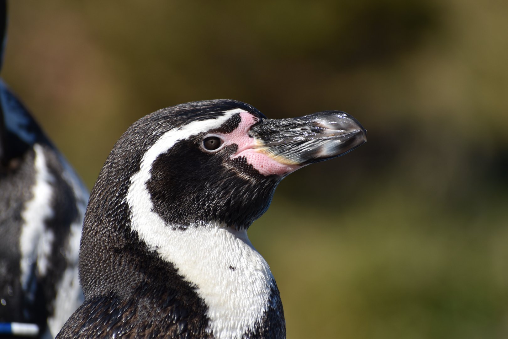 Humbolt Penguin ~ Saitama Children's Zoo