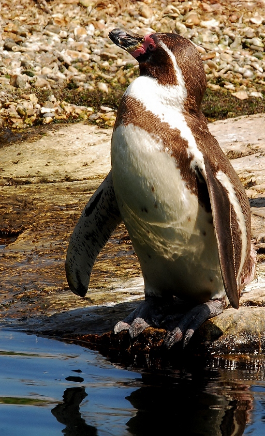 Humbolt Penguin