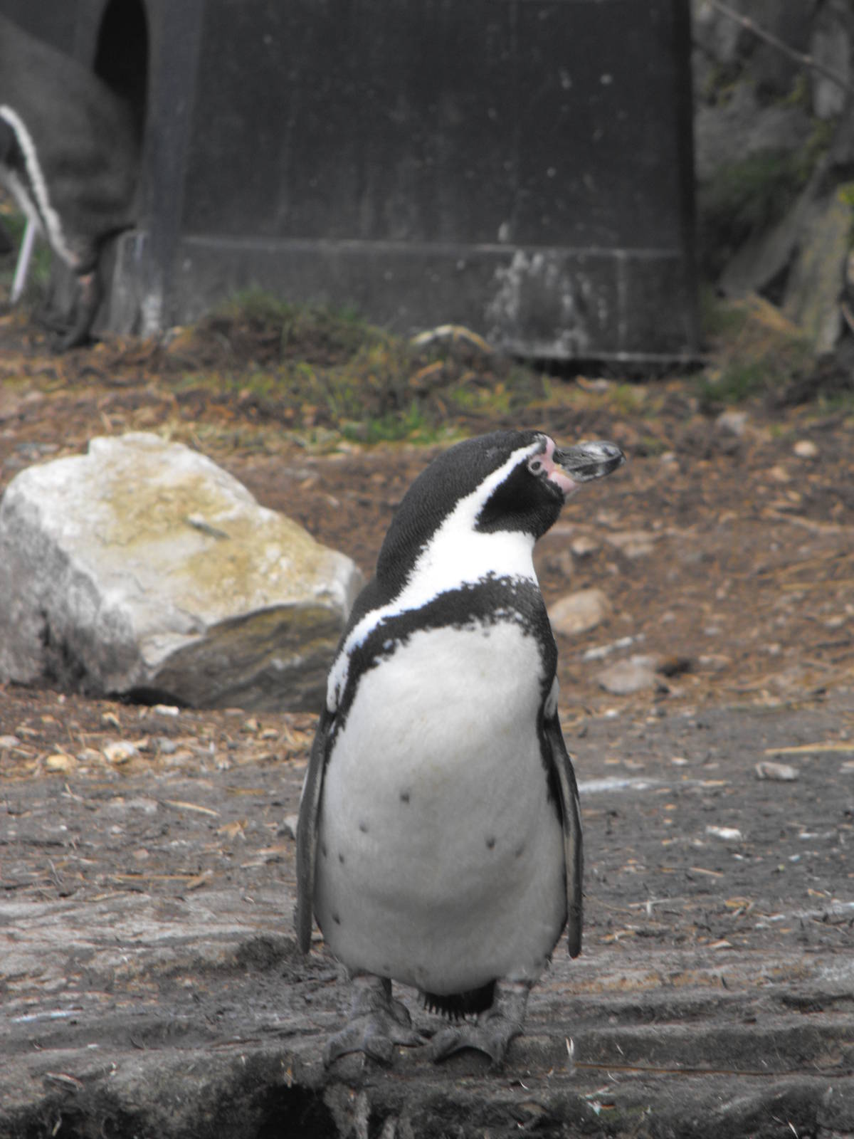 Humbolt Penguin