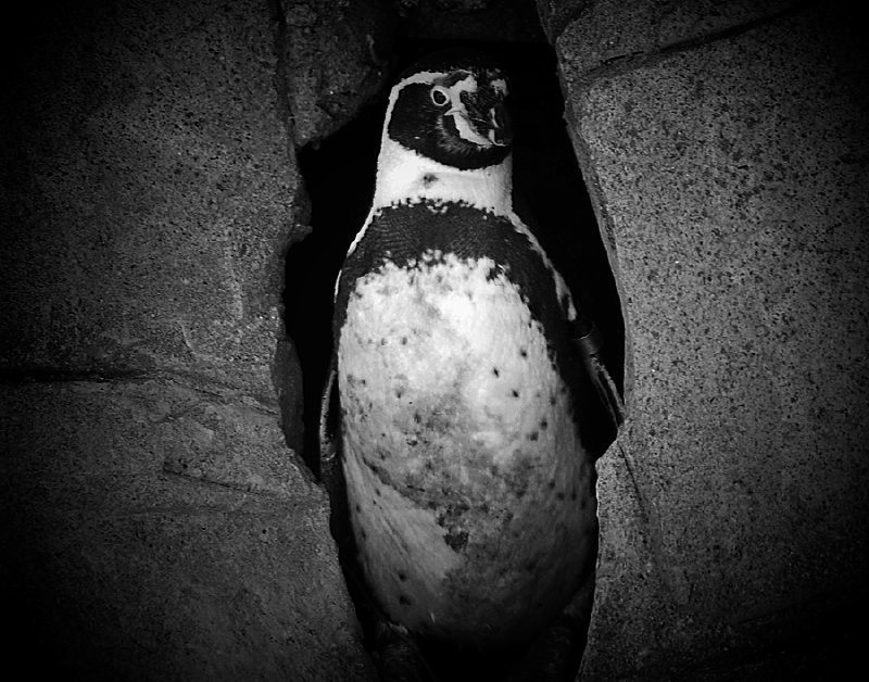Humbolt Penguin