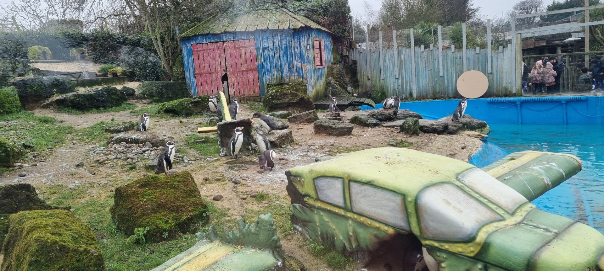 Humbolt penguins exhibit