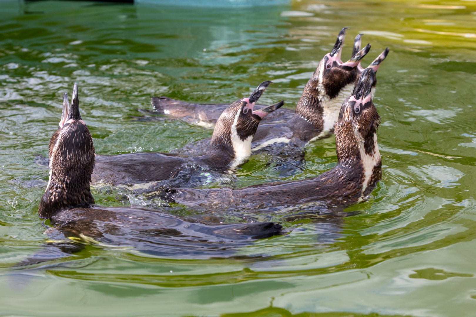 Humbolt Penguins / Woodside Wildlife Park / 11-8-21