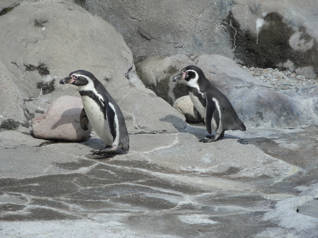 Humbolt Penguins