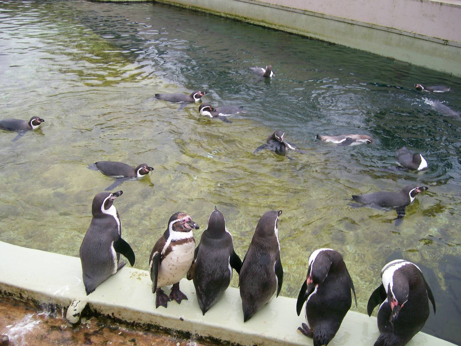 Humbolt Penguins